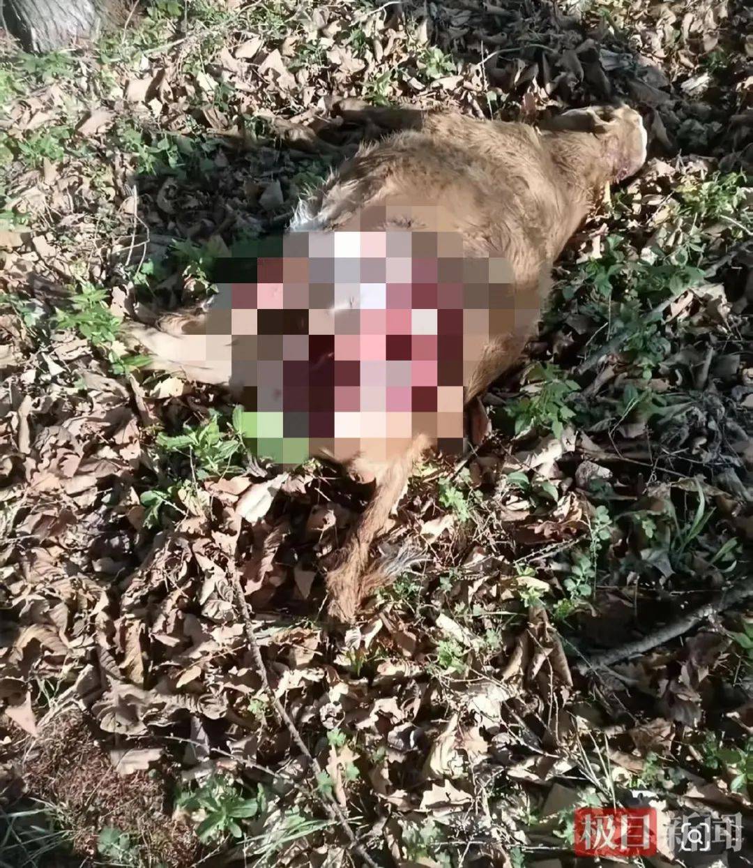 吉林一男子夜驾与东北虎隔窗对视，林业局：村里有牛被咬死，保险公司会理赔
